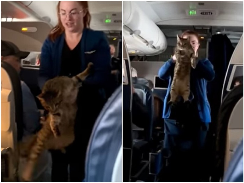 Стюардесса достала из-под кресла самолёта кошку