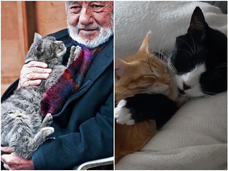 20 трогательных фото с кошками, которые умилят любого котомана 
