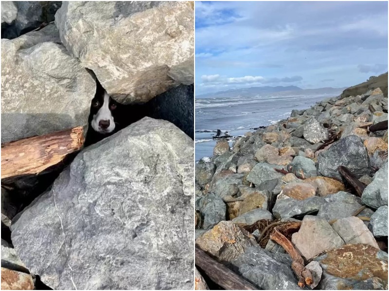 Мужчина бегал рядом с берегом - и увидел в камнях животное