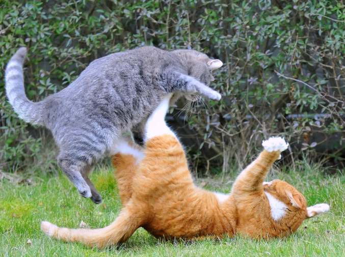 Кошки играют или дерутся: ученые раскрыли секреты поведения кошек