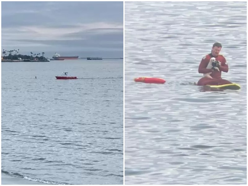 Спасатели увидели с берега животное, которое отчаянно билось в воде 