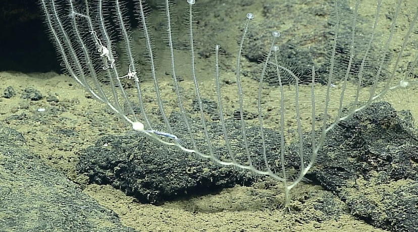 Учёные обнаружили на дне океана хищную губку-арфу