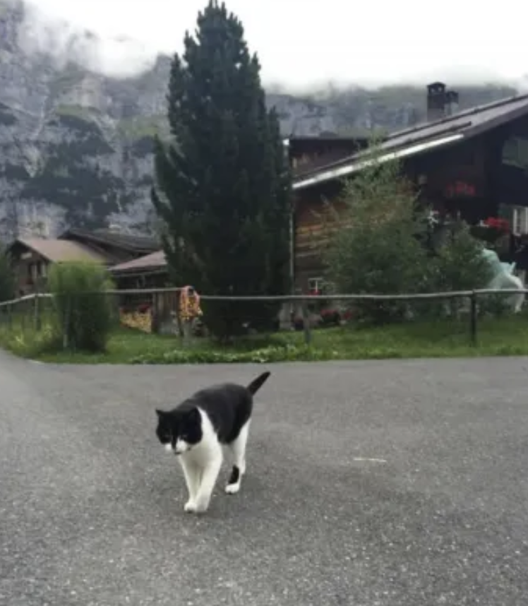 Парень заблудился в горах, но кошка, оказавшаяся посреди леса, помогла найти тропу