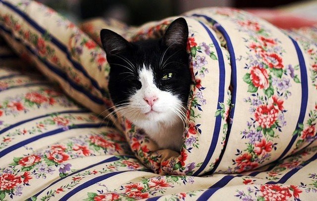 "Одеялко - лучший друг котика!"