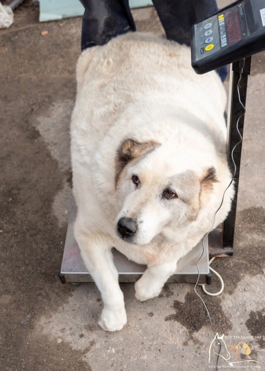 В Нижнем Новгороде спасают пса весом 100 килограмм