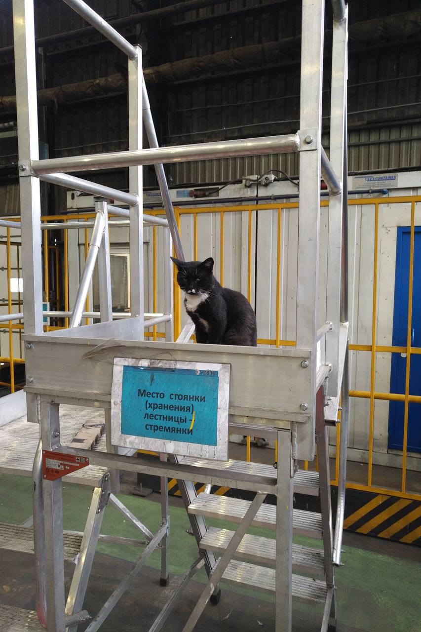 Котики, которых взяли работать на завод