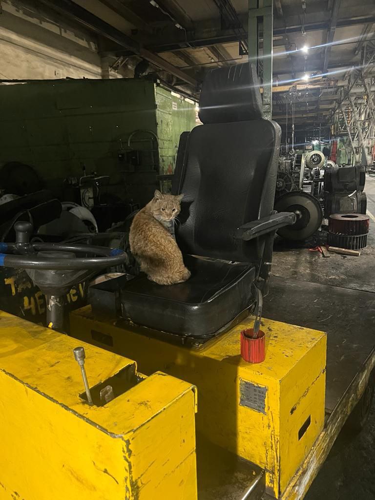Котики, которых взяли работать на завод