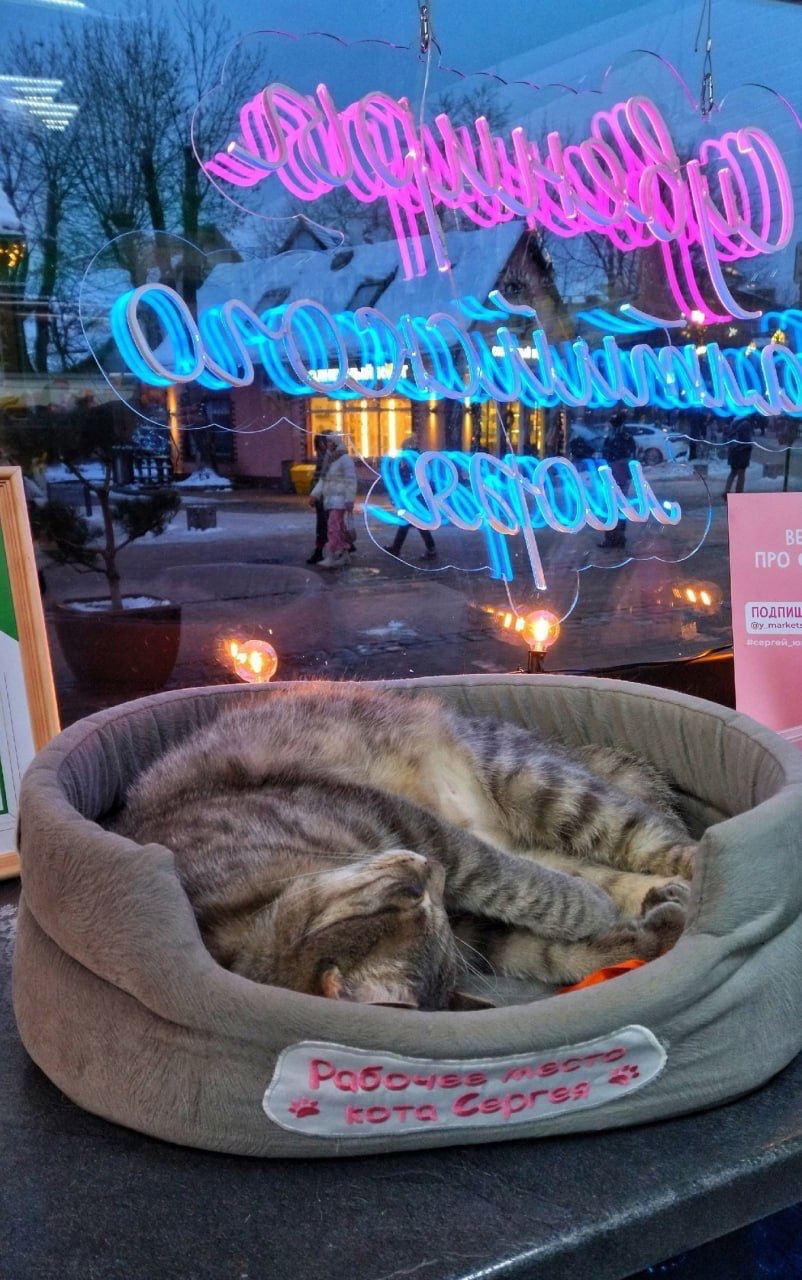 В Зеленограде котик жил в магазине, пока на него не нажаловались в органы