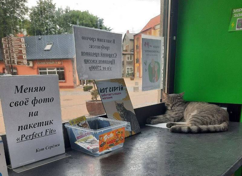 В Зеленограде котик жил в магазине, пока на него не нажаловались в органы
