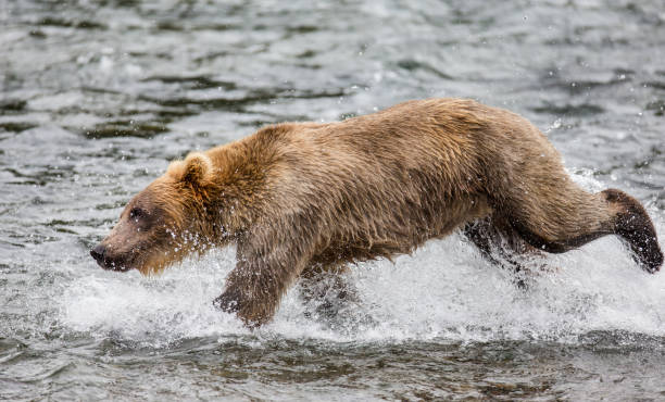 Как быстро бегают медведи и могут ли обогнать машину