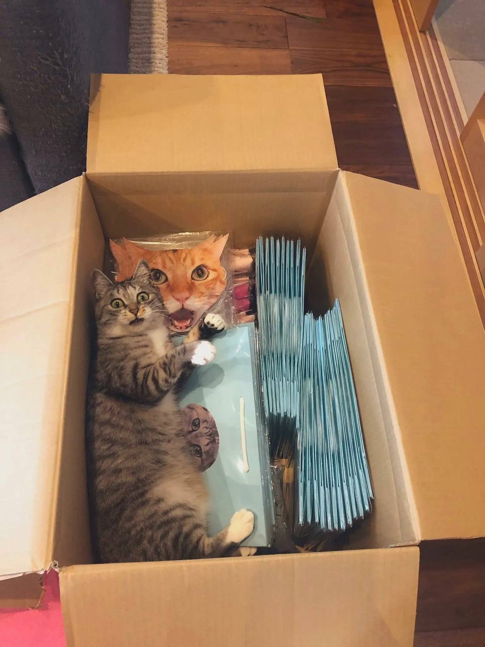 "Заказали коробку всякого мерча с котиками, на продажу. Наш кот в шоке!"