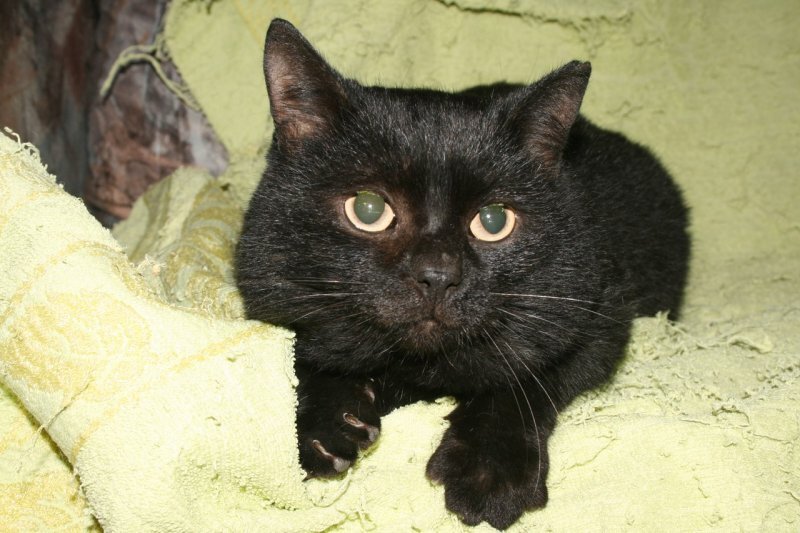 патрик хатчинсон житель лондона. 12 лет рабства лупита. зоопарк ростов-на-дону сгорел. кот в растерянности. пантера зимой.