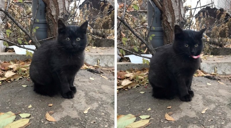 черный спасет