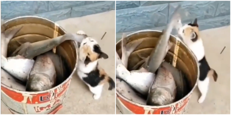 Кот стащил рыбу. Рыба поедает рыбу. Кот с рыбой. Кот тырит рыбу. Рыжий кот ворует рыбу.