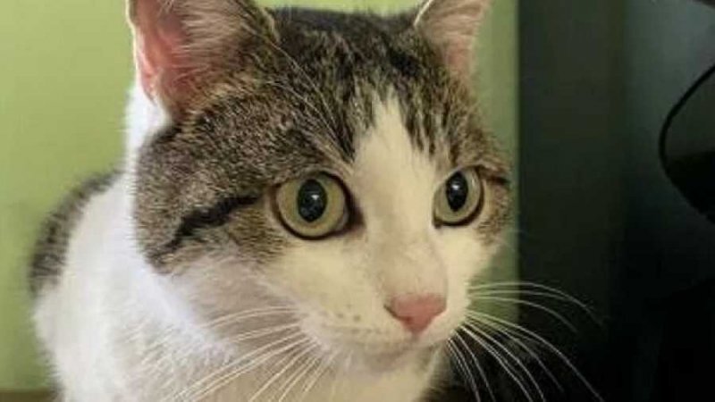 Житель Новороссийска решил продать свою волшебную кошку за 20 миллионов