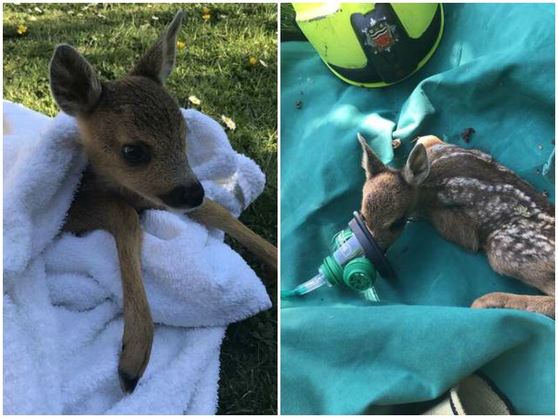Search and find books. оленья ферма ставропольский край. книжка найти улитку. олененком дискавери. смешные фото животных.