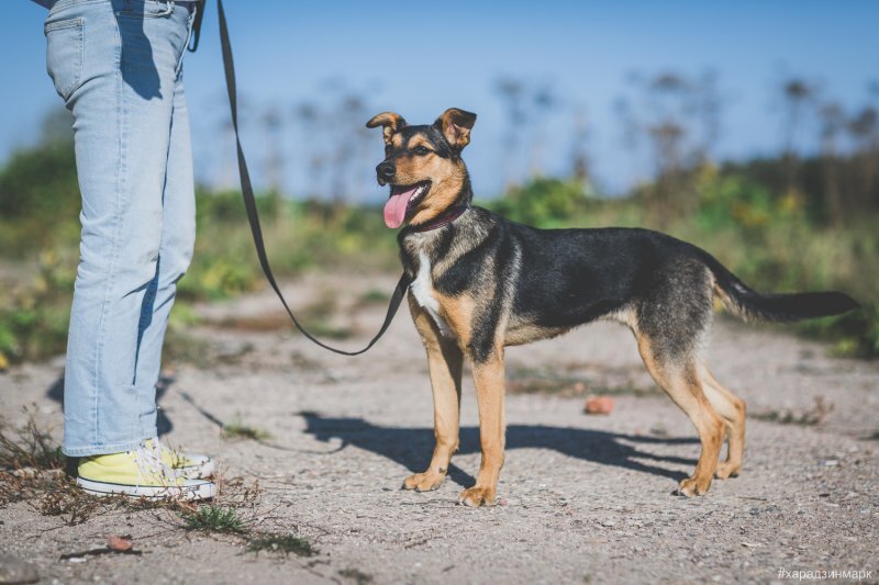 боня имя для собаки. йорк боня. кличка боня для собак значение. собачка боня маленькая. проект мои домашние питомцы образец.