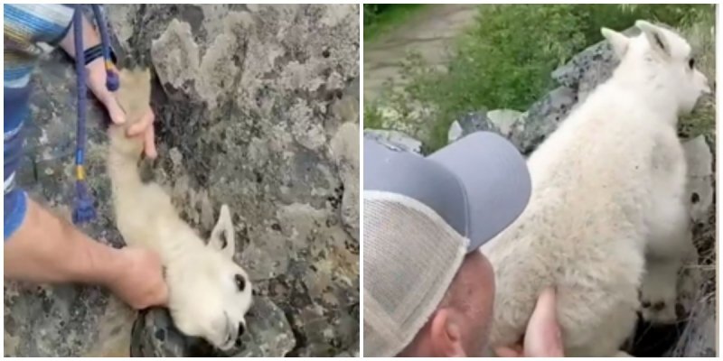 Мыза козе. Спасли козленка. Спасли козленка. Спасли козленка. Козлёнок на новом месте.