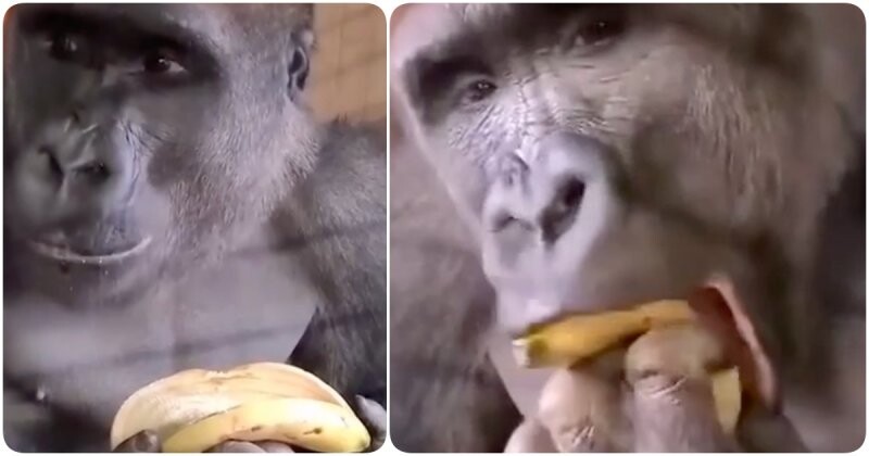Сколько бананов едят обезьяны. Горилла с бананом. Горилла ест банан. Горилла с бананом фото. Животные которые питаются бананами.