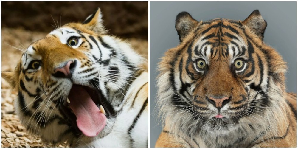 Не самые удачные фотографии тигров, которые бы им не понравились