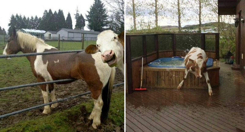 17 доказательств того, что коровы похожи на нас больше, чем вы думаете