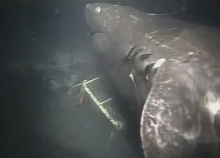 9 - Загадочная акула из Марианской впадины