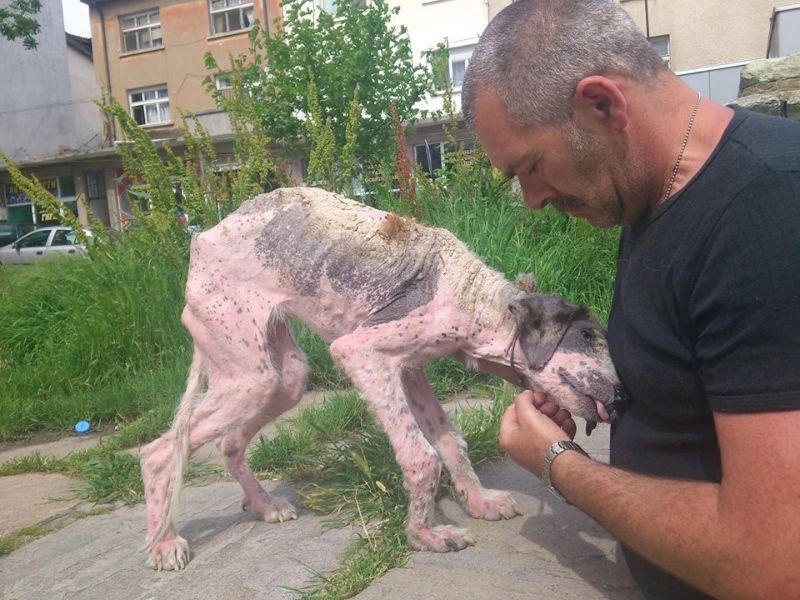  Вторая жизнь полуживой бродячей собаки по кличке Кхалиси