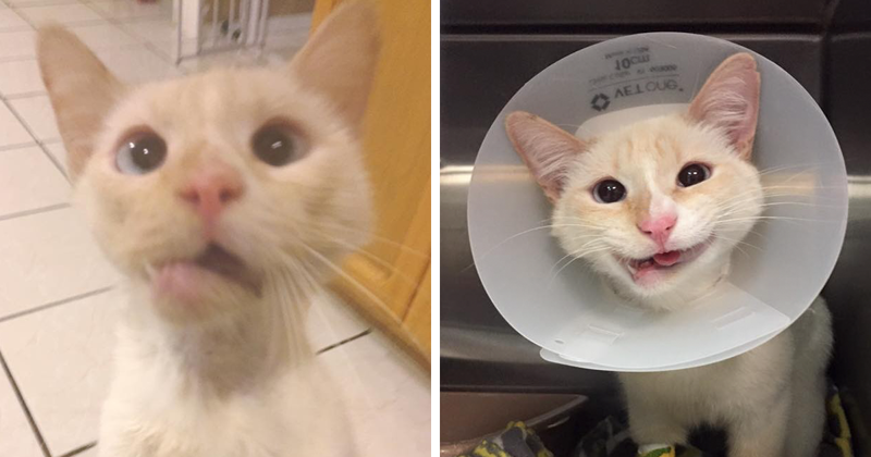 Сломанная челюсть подарила кошке загадочную "улыбку Моны Лизы"