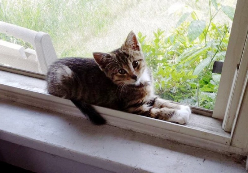 Больше никакого блуждания в лесу. Котенок обожает сидеть на окне своего постоянного и любящего дома.