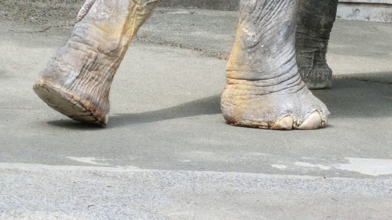 Самая печальная слониха в мире умерла после 60 лет, проведенных в клетке