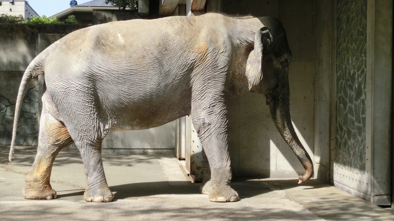Самая печальная слониха в мире умерла после 60 лет, проведенных в клетке