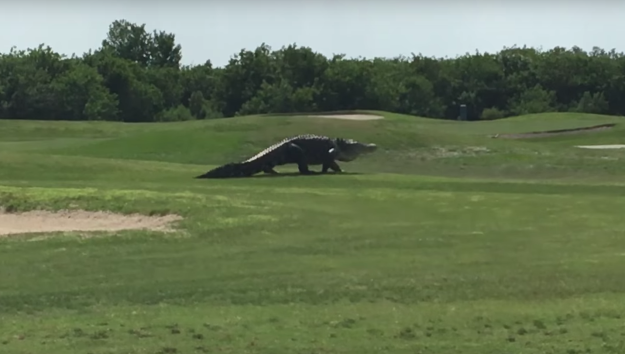 Гигантский аллигатор прогулялся по полю для гольфа во Флориде 