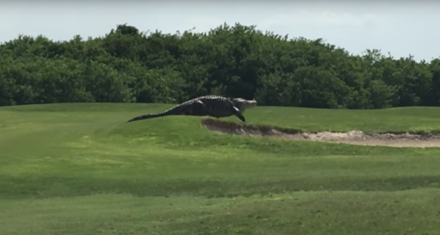 "Аллигаторы довольно часто приходят на поля для гольфа во Флориде, но это был самый крупный из тех, кого мы видели".