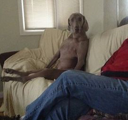 Эта собака привыкла так сидеть на диване.