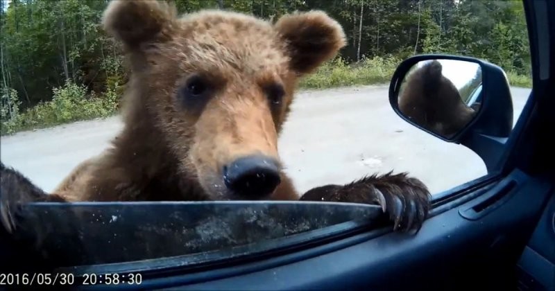 Милые карельские медвежата выпрашивают еду у водителя