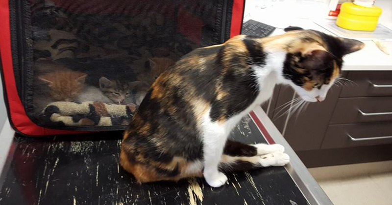 Парализованная кошка доползла до места, где оставила котят, после того, как человек пытался ее убить