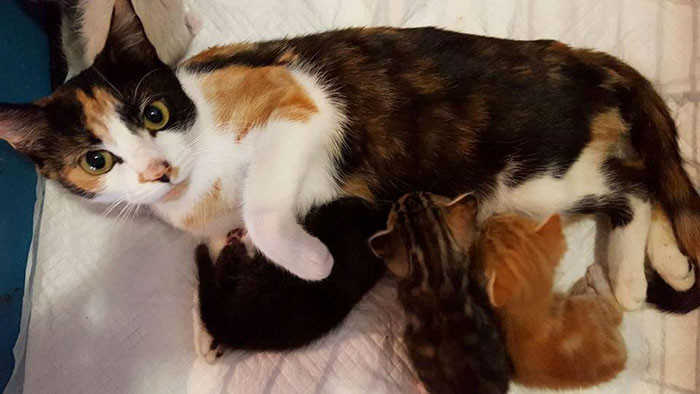 По сообщениям женщины, ранее знавшей эту бездомную кошку, она кормила её и её котят, но её сосед попытался убить кошку-мать