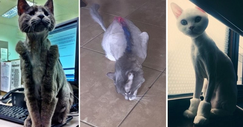 18 котов, которые явно не в восторге от своих стрижек