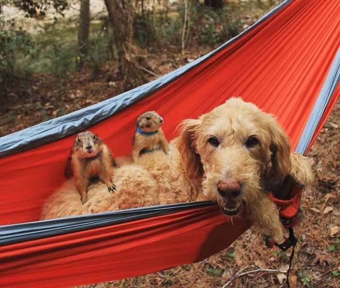 Знакомьтесь, Бинг и Сварли - самые очаровательные луговые собачки в Инстаграме 