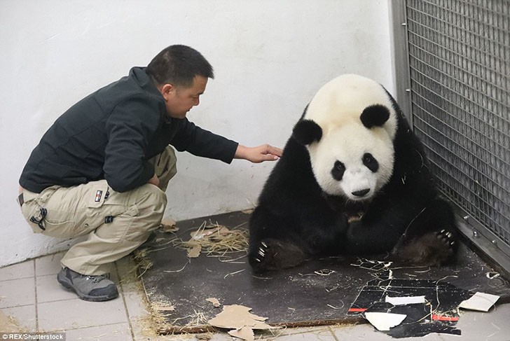 Панда Хао Хао родила крохотного детеныша в бельгийском зоопарке