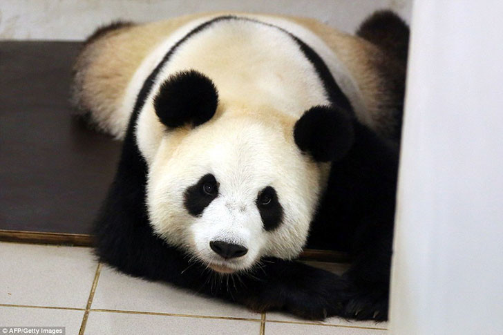 Панда Хао Хао родила крохотного детеныша в бельгийском зоопарке