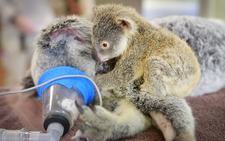  Малыш коала не отошел от матери во время операции