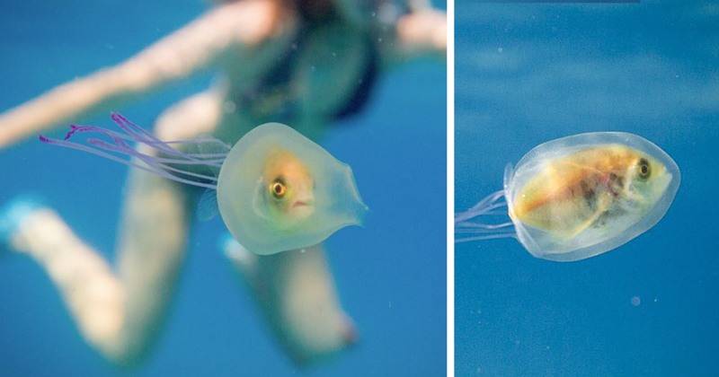 Попала в ловушку: удивительная фотография рыбки внутри медузы