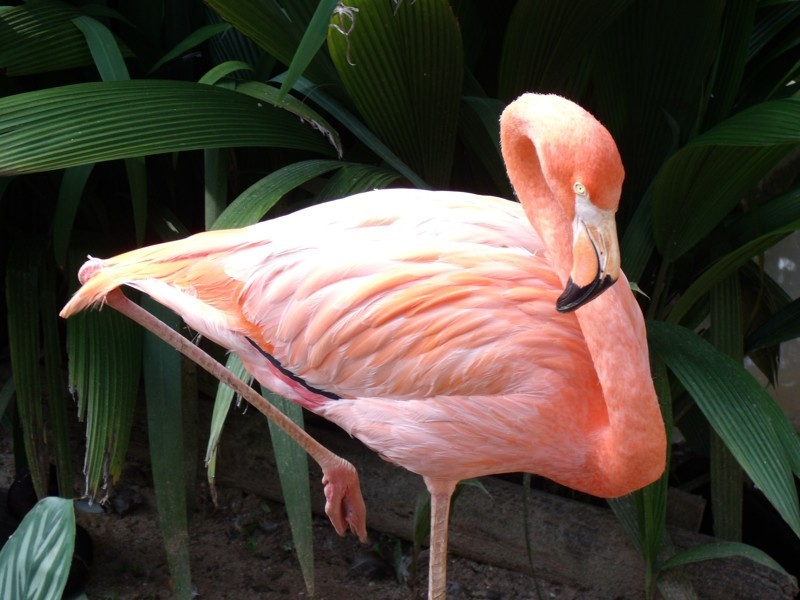 Розовый гламур: 17 животных необычного цвета