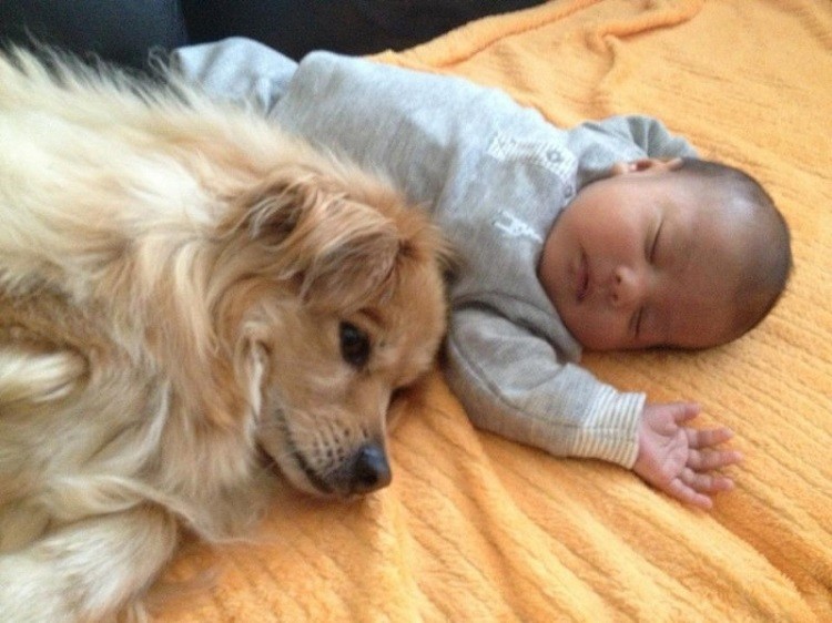 Родители оставили младенца с собакой