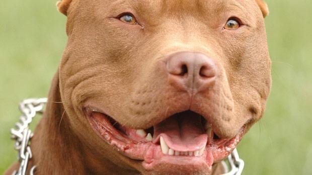Лицензия на собаку. В РФ собак опасных пород приравняют к оружию