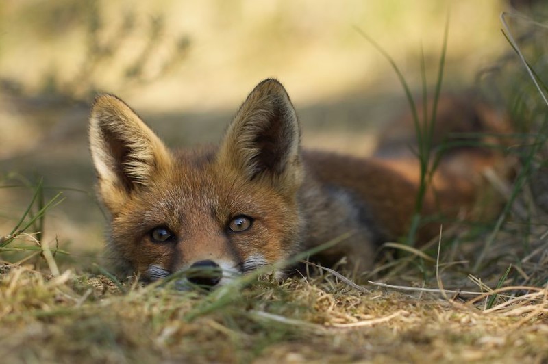 Восхитительные фотографии лис из Нидерландов