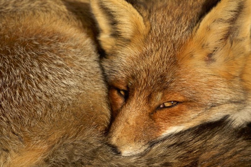 Восхитительные фотографии лис из Нидерландов