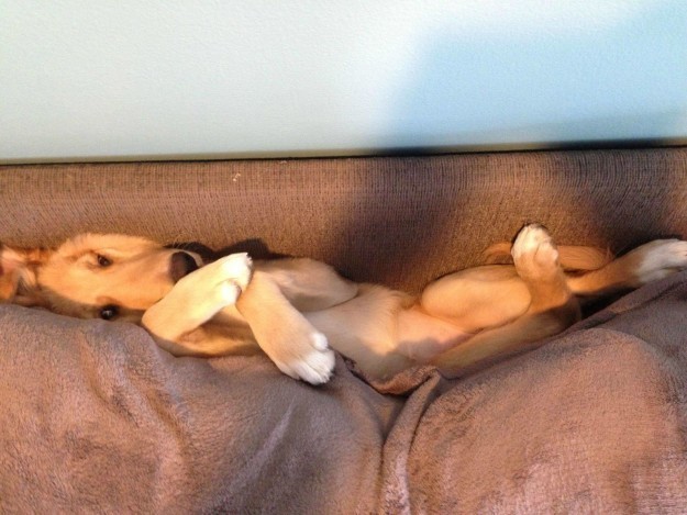 Этот пёс похоже рад, что его зажали между подушками.