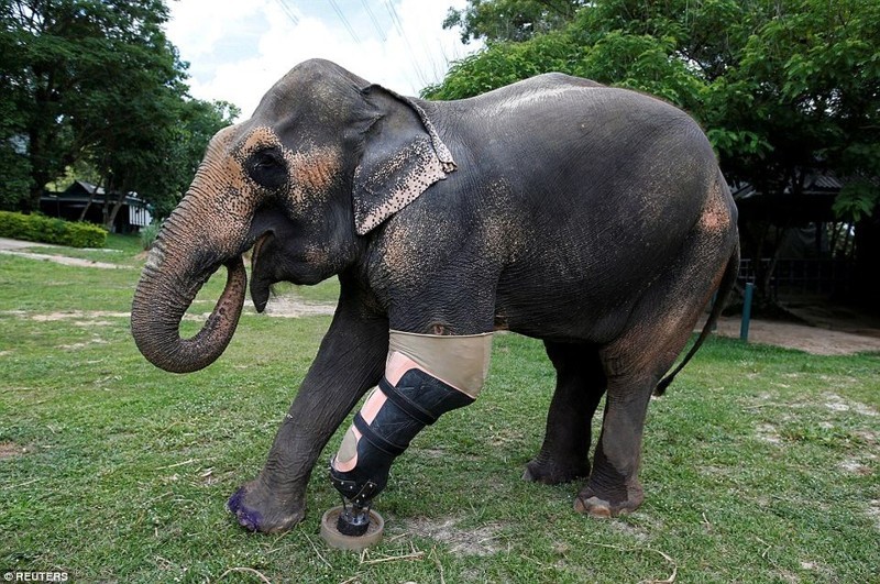 Слонихе Моше сделали девятый уникальный протез ноги